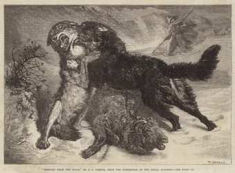 Rescatado del lobo
